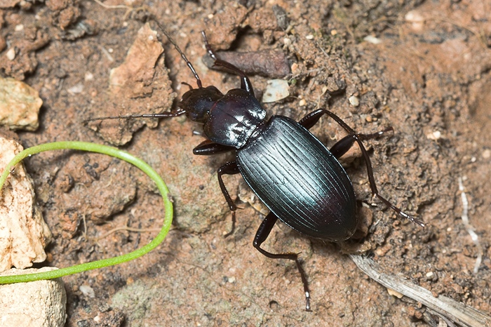 Laemostenus sp. da Malta